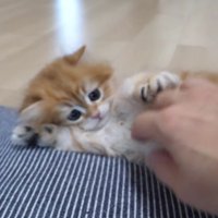 飼い主さんの手に触れて感触を確かめる赤ちゃん