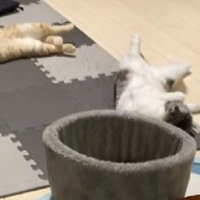 寝転がっている猫たち