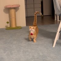 おもちゃをくわえたまま飼い主さんへ近づくらむくん