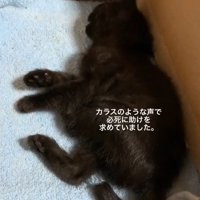 横になっている子猫