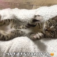 へそ天ひまわりちゃん2