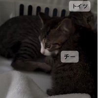 キャリーの中にいる2匹の子猫