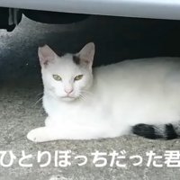 車の下にいる猫