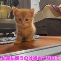 フローリングにいる子猫