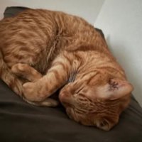室内にいる猫