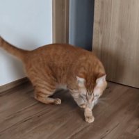 立ち去る猫