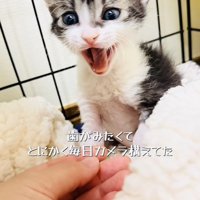 ケージの中で鳴く赤ちゃん猫