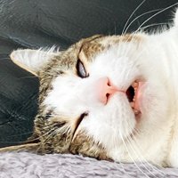 寝ている猫の顔