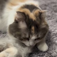 ブラッシングで取れた自分の毛の匂いを嗅ぐ猫