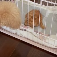 ケージ越しに対面する犬と猫