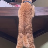 ムキムキな猫