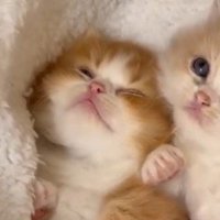 瞼を閉じる茶トラ柄の子猫