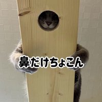 キャットウォークの穴にすっぽりと顔をハメる猫