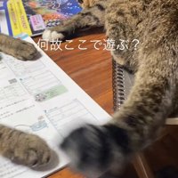 しっぽを振る猫
