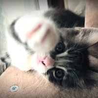 空に向かって右手を突き出す子猫
