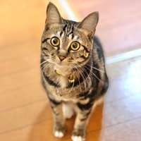 見上げる猫