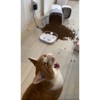 猫と倒れた自動給餌器とカリカリ