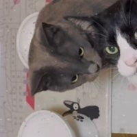 ハチワレ猫を見つめるグレー色の猫