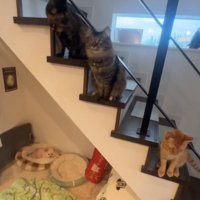 バラバラな方向を見つめる3匹の猫