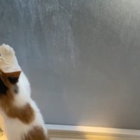 扉に前足をかけて立ち上がる猫