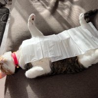 仰向けの猫
