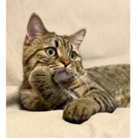 くつろいでいた猫