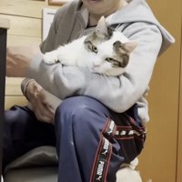 膝の上でくつろぐ猫の写真5