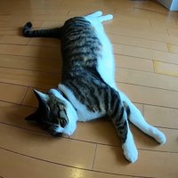 寝転がるハナくん