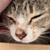 親猫の顔のアップ