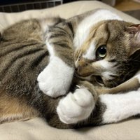 体を曲げてリラックスしている猫