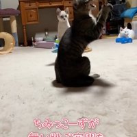 向かって右側を向きながら口を開けるキジトラ猫