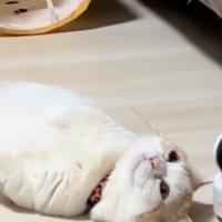 床暖房に寝転がるマンチカン