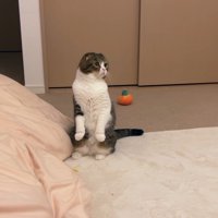 スコ立ち