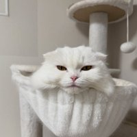 ハンモックにいる猫（正面）