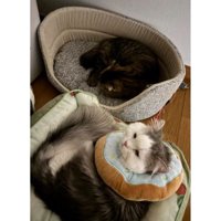 寝ている猫たち