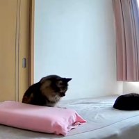 枕の前で座る猫