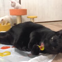 寝転がる黒猫