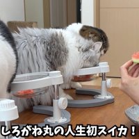 テロップ「しろがね丸の人生初スイカ」