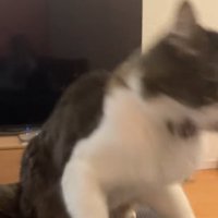 口を開けている上半身がブレた猫