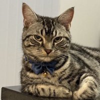 カメラを見つめるキリッとした表情の猫