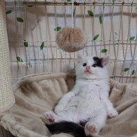 おっさん座りする子猫