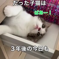 引き出しに入る猫