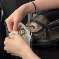 リュックの隙間から顔を覗かせている猫（アップ）