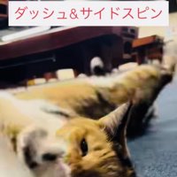 飼い主さんの前でゴロンする看板猫