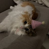 帽子を被って横たわる三毛猫