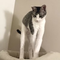 立ったまま伸びる猫