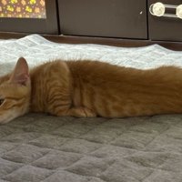 寝ている子猫