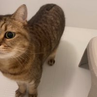 見つめる猫
