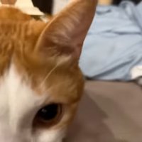 見切れるチップくん
