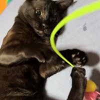 猫じゃらしで遊んでいる猫